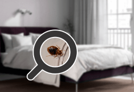 bed bug treatment Tennessee