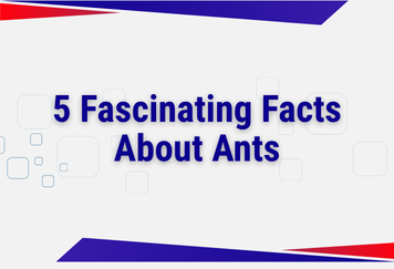 5 Fascinating Facts About Ants