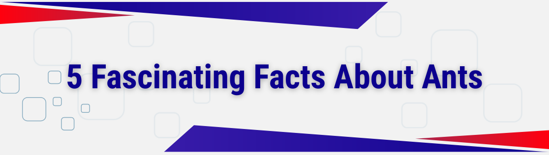 5 Fascinating Facts About Ants