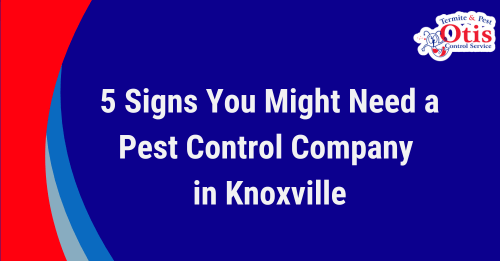 Pest Control Warning Signs: When Knoxville Homes Need Termite Treatment