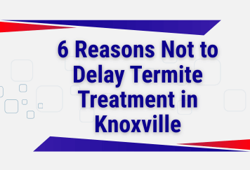 6 Reasons Not to Delay Termite Treatment in Knoxville