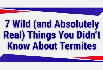 7 Wild (and Absolutely Real) Things You Didn’t Know About Termites