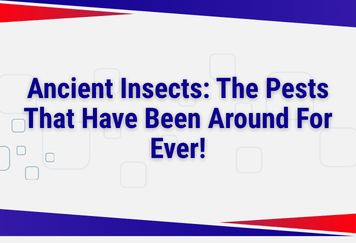 Ancient Insects: The Pests That Have Been Around For Ever!