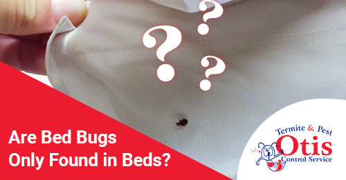 Are Bed Bugs Only Found in Beds?