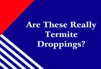 Are These Really Termite Droppings?