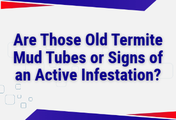 Are Those Old Termite Mud Tubes or Signs of an Active Infestation?