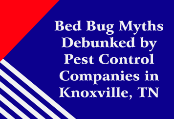 Bed Bug Myths Debunked by Pest Control Companies in Knoxville, TN