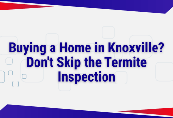 Buying a Home in Knoxville? Don't Skip the Termite Inspection