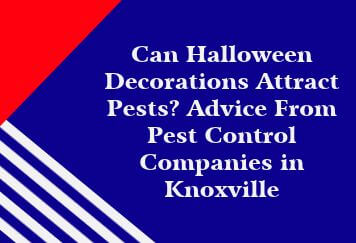 Can Halloween Decorations Attract Pests? Advice From Pest Control Companies in Knoxville