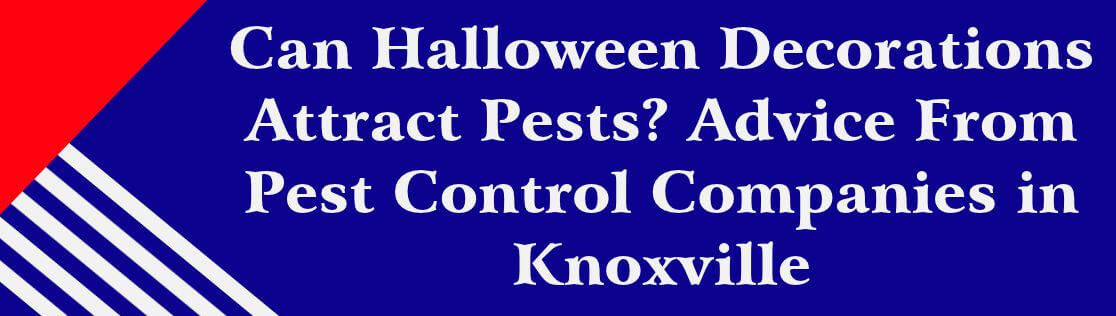 Can Halloween Decorations Attract Pests? Advice From Pest Control Companies in Knoxville