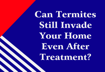 Can Termites Still Invade Your Home Even After Treatment?