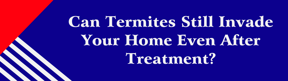 Can Termites Still Invade Your Home Even After Treatment?