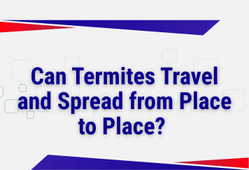 Can Termites Travel and Spread from Place to Place? What Knoxville Homeowners Need to Know