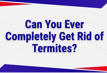 Can You Ever Completely Get Rid of Termites?