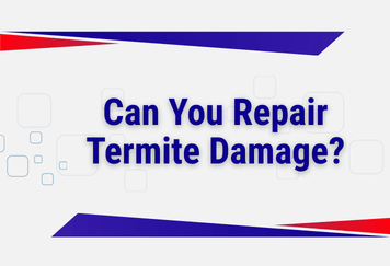 Can You Repair Termite Damage?