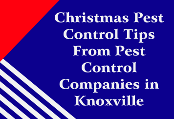 Christmas Pest Control Tips From Pest Control Companies in Knoxville