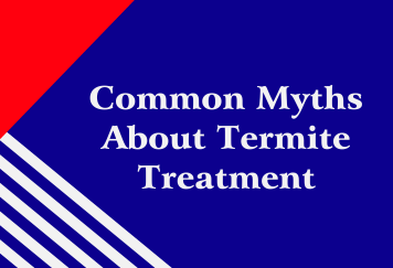 Common Myths About Termite Treatment
