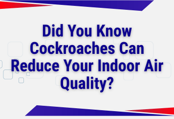 Did You Know Cockroaches Can Reduce Your Indoor Air Quality?