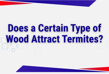Does a Certain Type of Wood Attract Termites?