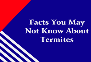 Facts You May Not Know About Termites