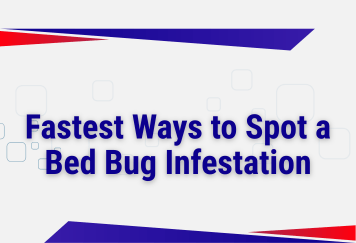 Fastest Ways to Spot a Bed Bug Infestation