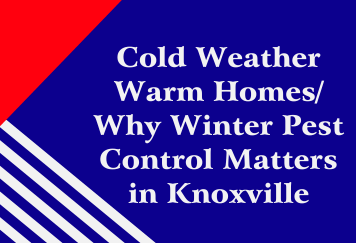 Cold Weather, Warm Homes: Why Winter Pest Control Matters in Knoxville