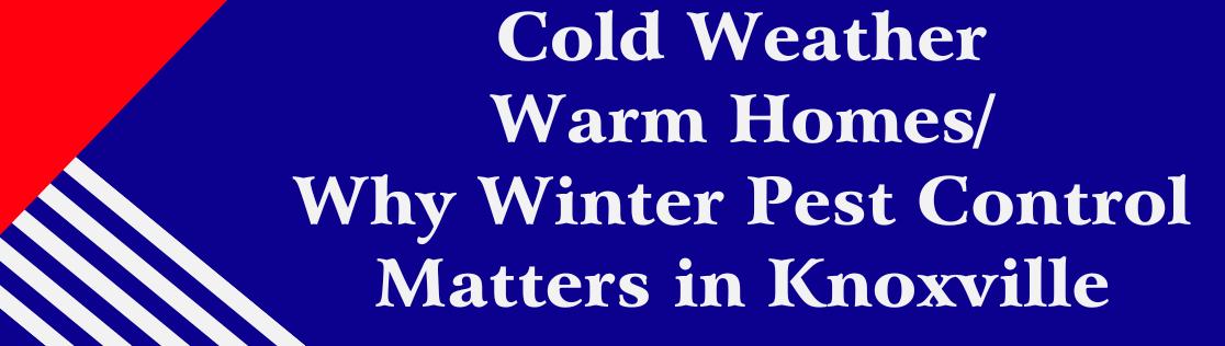 Cold Weather, Warm Homes: Why Winter Pest Control Matters in Knoxville
