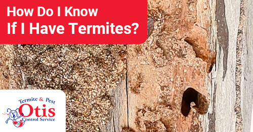 How Do I Know If I Have Termites?