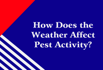 How Does the Weather Affect Pest Activity?