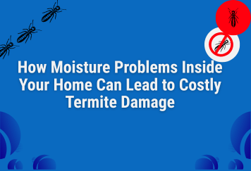 How Moisture Problems Inside Your Home Can Lead to Costly Termite Damage