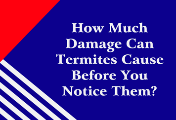 How Much Damage Can Termites Cause Before You Notice Them?