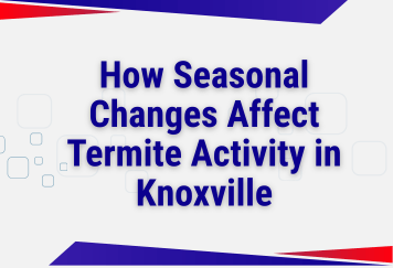 How Seasonal Changes Affect Termite Activity in Knoxville