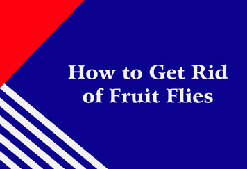 How to Get Rid of Fruit Flies