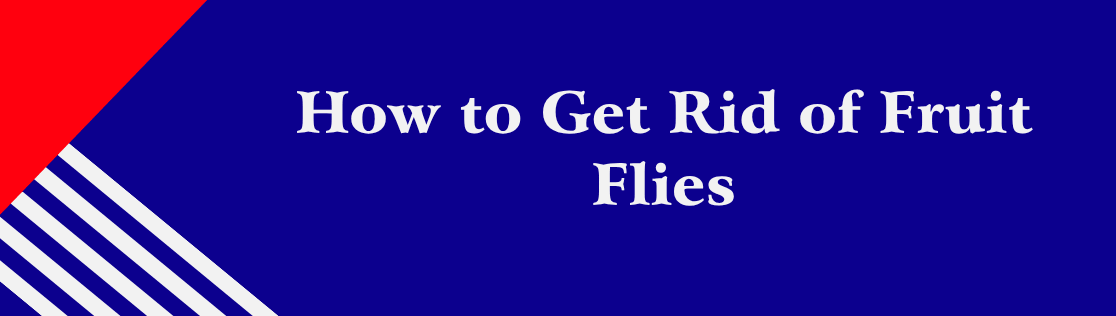 How to Get Rid of Fruit Flies