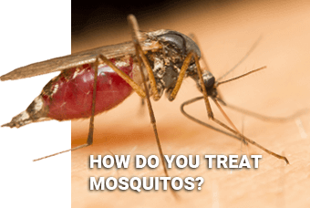 How to Treat Mosquitos Knoxville