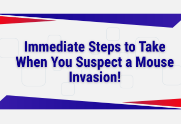 Immediate Steps to Take When You Suspect a Mouse Invasion!