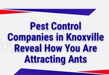 Pest Control Companies in Knoxville Reveal How You Are Attracting Ants