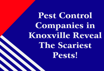 Pest Control Companies in Knoxville Reveal The Scariest Pests!