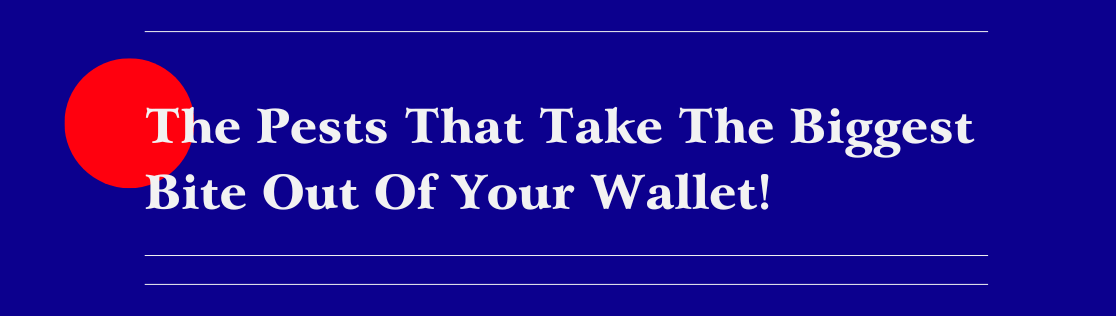 Pest Control Companies in Knoxville, TN, Reveal The Pests That Take The Biggest Bite Out Of Your Wallet!
