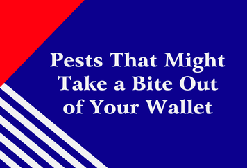 Pests That Might Take a Bite Out of Your Wallet