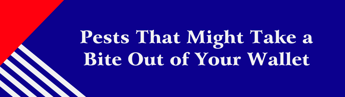 Pests That Might Take a Bite Out of Your Wallet