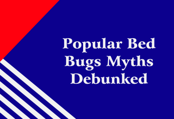 Popular Bed Bugs Myths Debunked