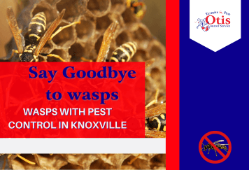 Say Goodbye to Wasps with Pest Control in Knoxville