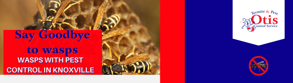 Say Goodbye to Wasps with Pest Control in Knoxville
