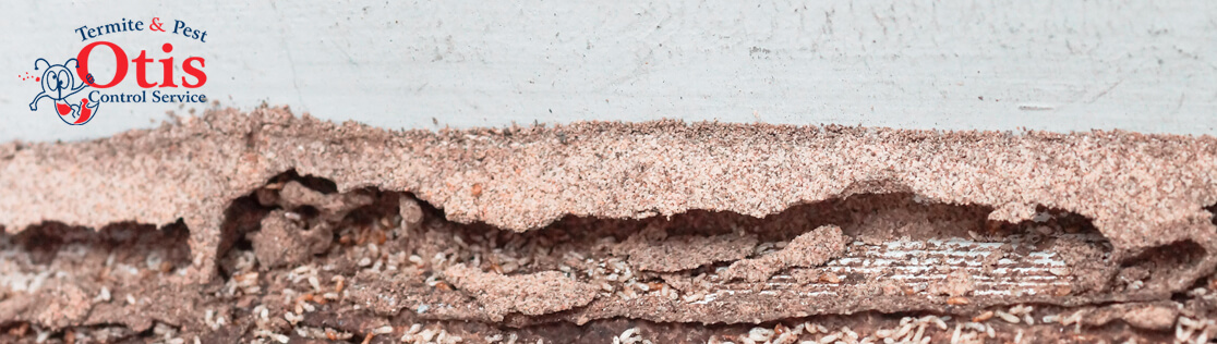 Signs You Need Termite Treatment Knoxville