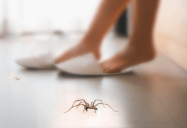 Spider removal Knoxville