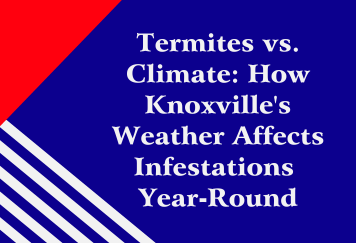 Termites vs. Climate: How Knoxville’s Weather Affects Infestations Year-Round