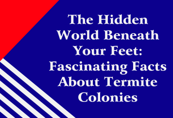 The Hidden World Beneath Your Feet: Fascinating Facts About Termite Colonies