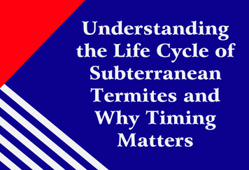 Understanding the Life Cycle of Subterranean Termites and Why Timing Matters