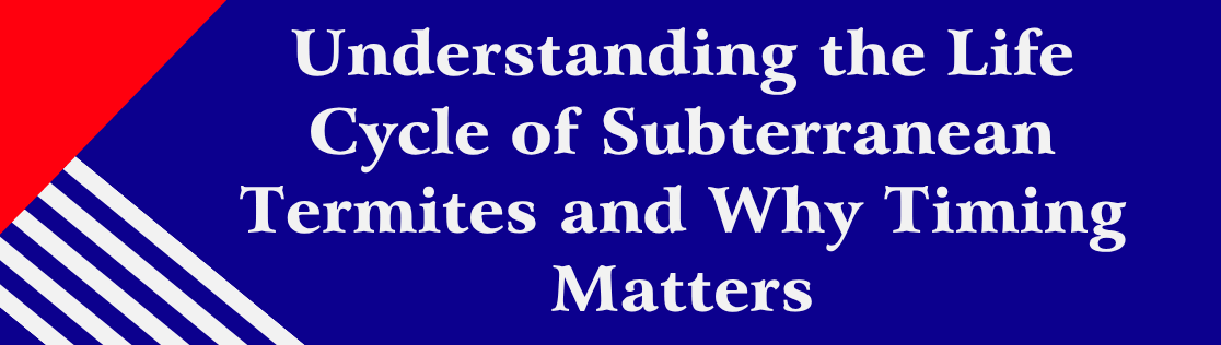 Understanding the Life Cycle of Subterranean Termites and Why Timing Matters